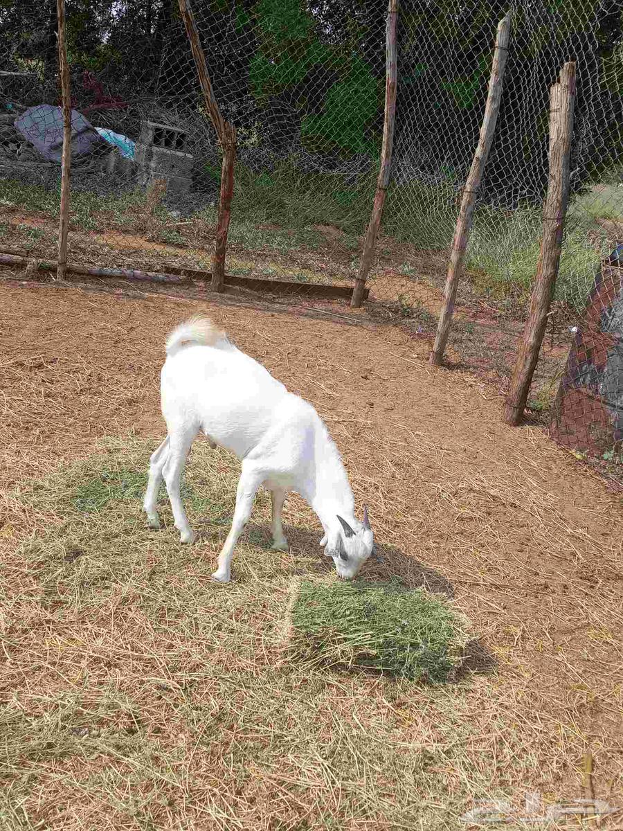 تيس بيشي على السوم64475405108483114