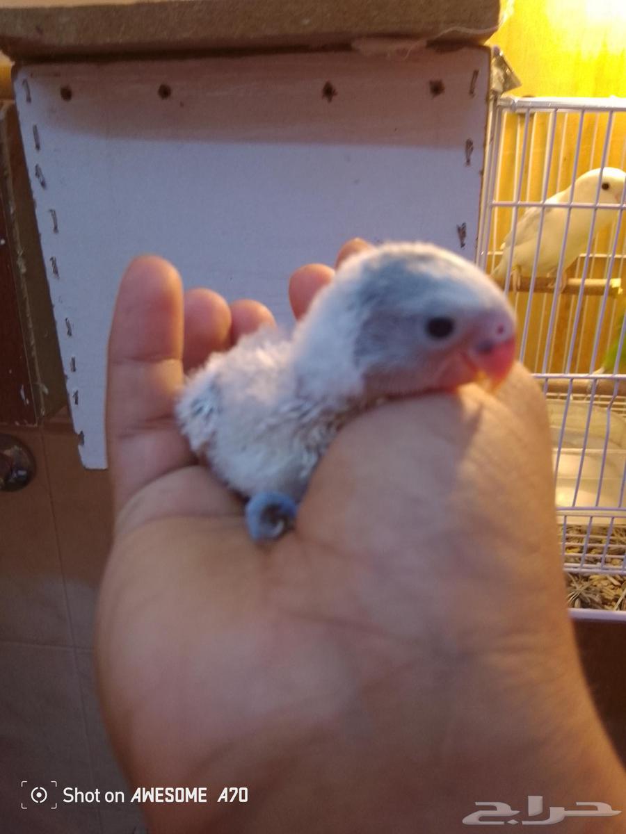 فروخ روز واحد مع جميع الملحقات64425084378498110