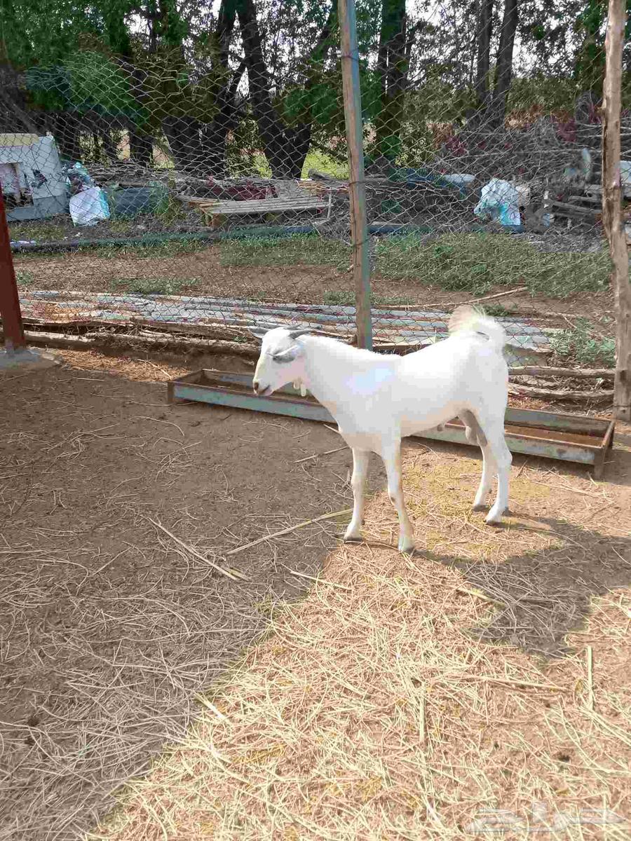 تيس بيشي على السوم64475405108483111