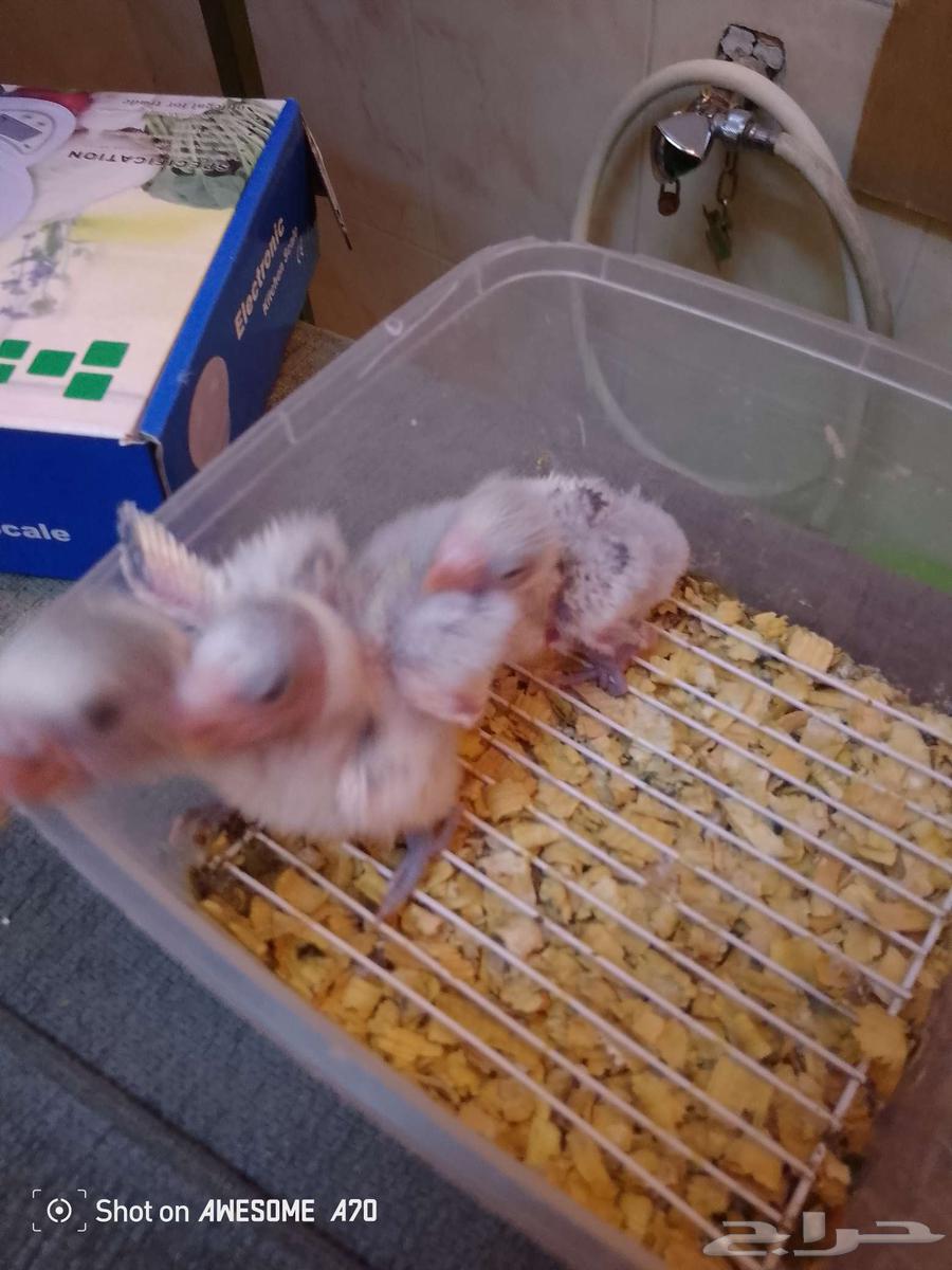 فروخ روز واحد مع جميع الملحقات64425084378498113