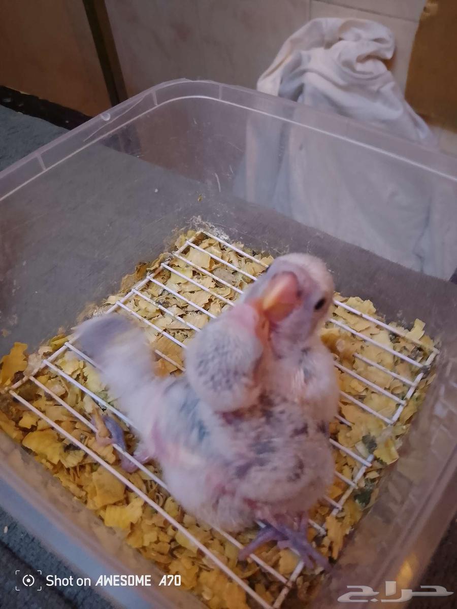 فروخ روز واحد مع جميع الملحقات64425084378498114