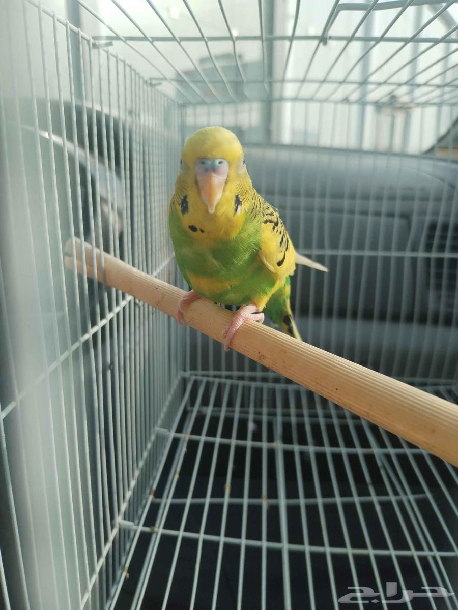 Thik Badji64477963335555112