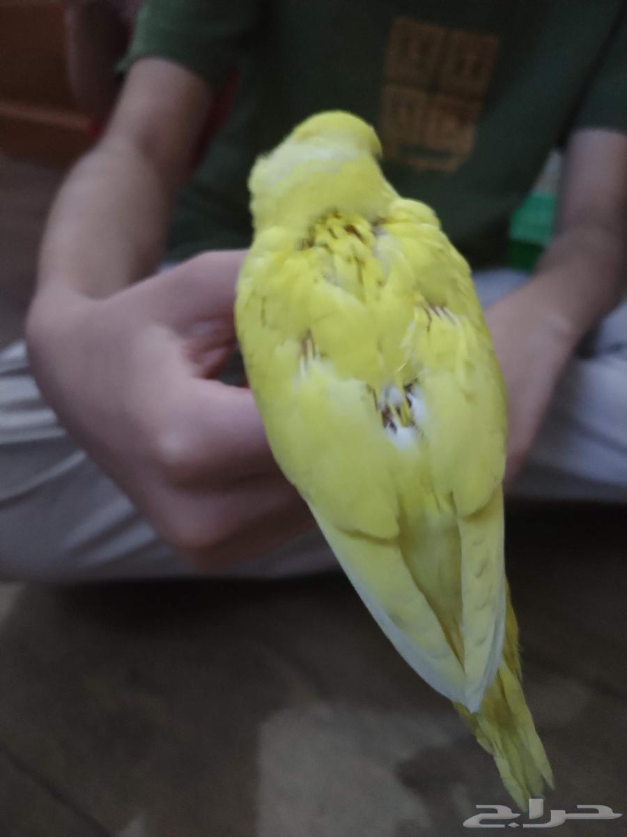 طير البادجي فرخ ولوف لعوب نظيف السعر 40 ريال64477213340035110