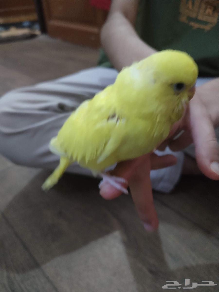 طير البادجي فرخ ولوف لعوب نظيف السعر 40 ريال64477213340035111