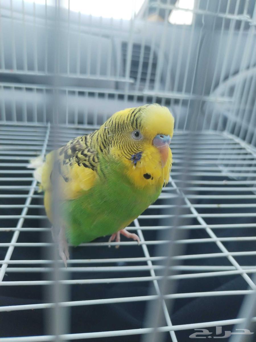 Thik Badji64477963335555113