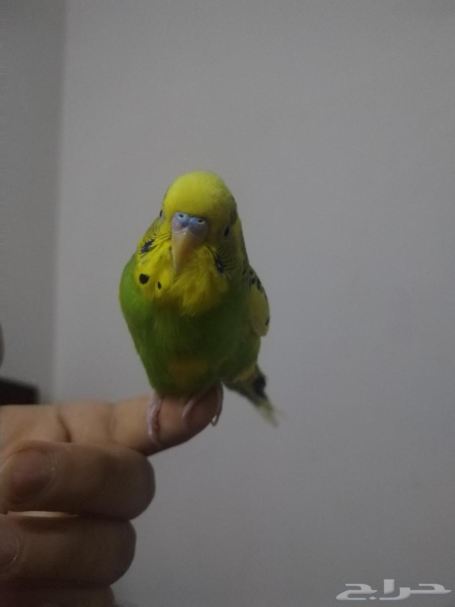 Thik Badji64477963335555110