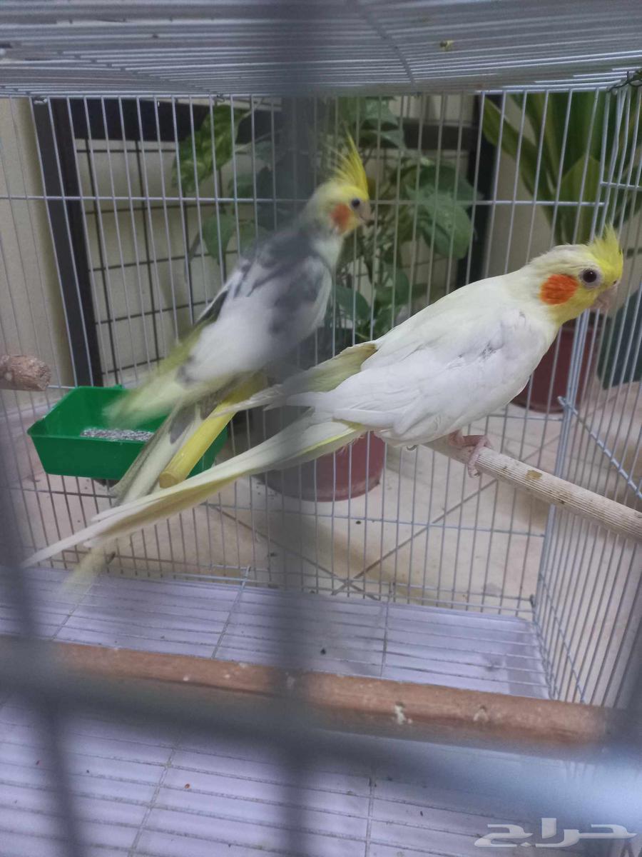 جوز كروان منتج(تم البيع)64478676962050111