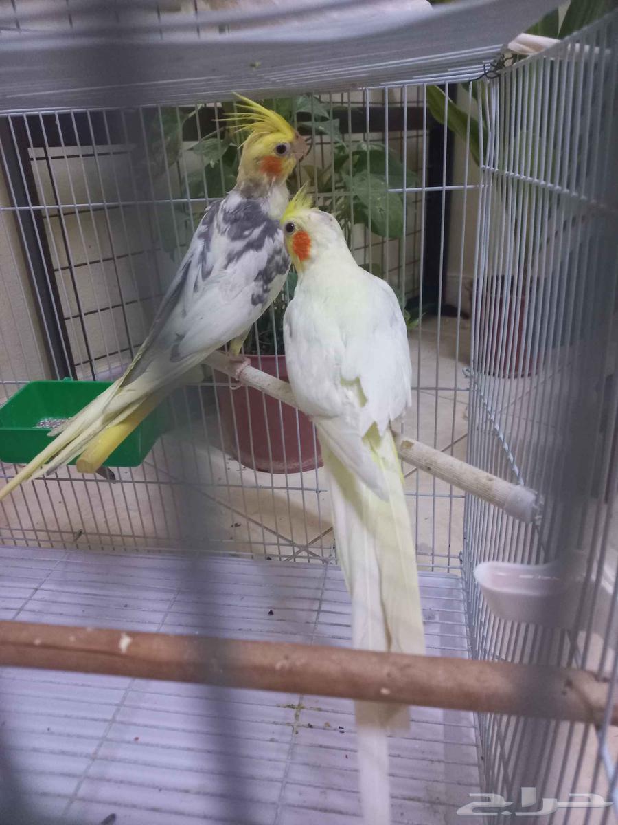 جوز كروان منتج(تم البيع)64478676962050114