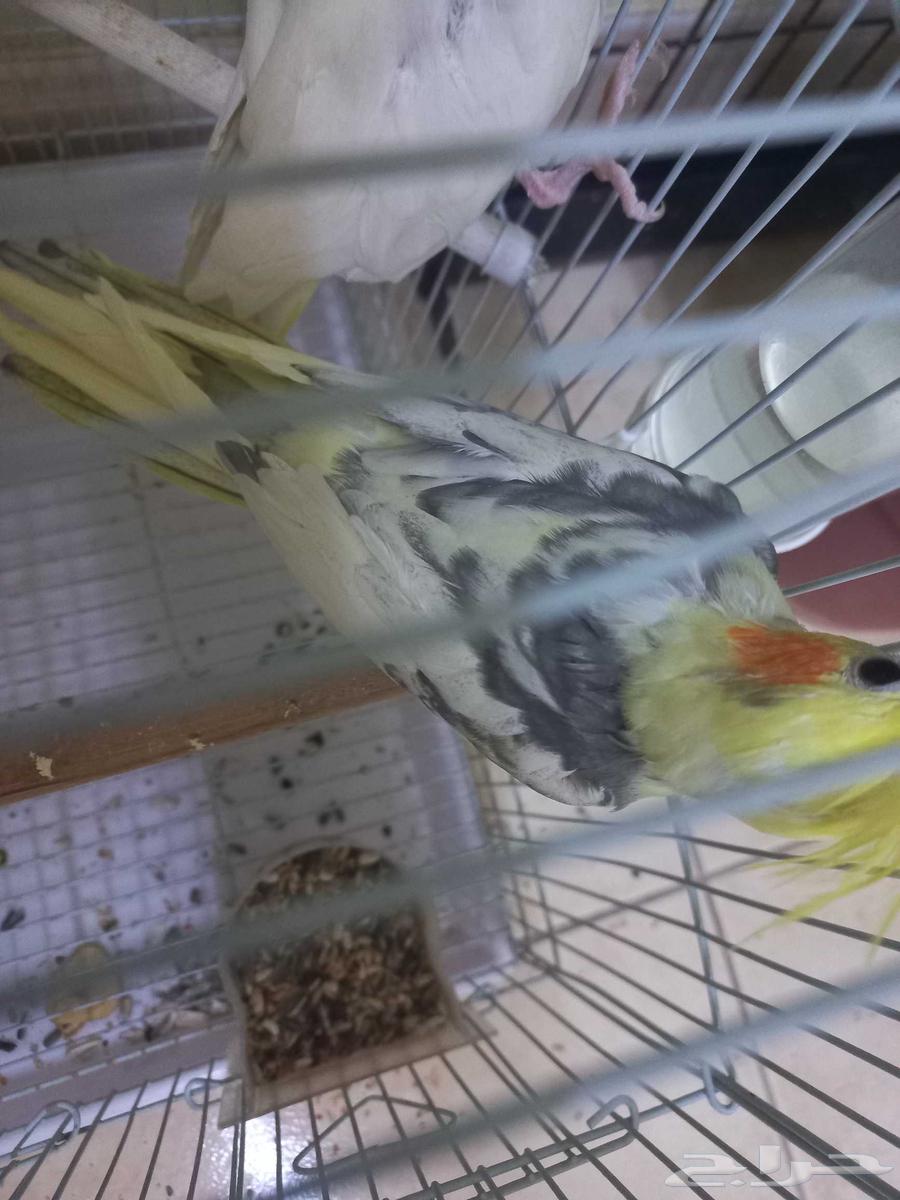 جوز كروان منتج(تم البيع)64478676962050113