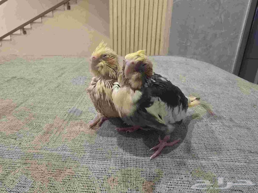 فرخين كروان تم البيع64477033017731110