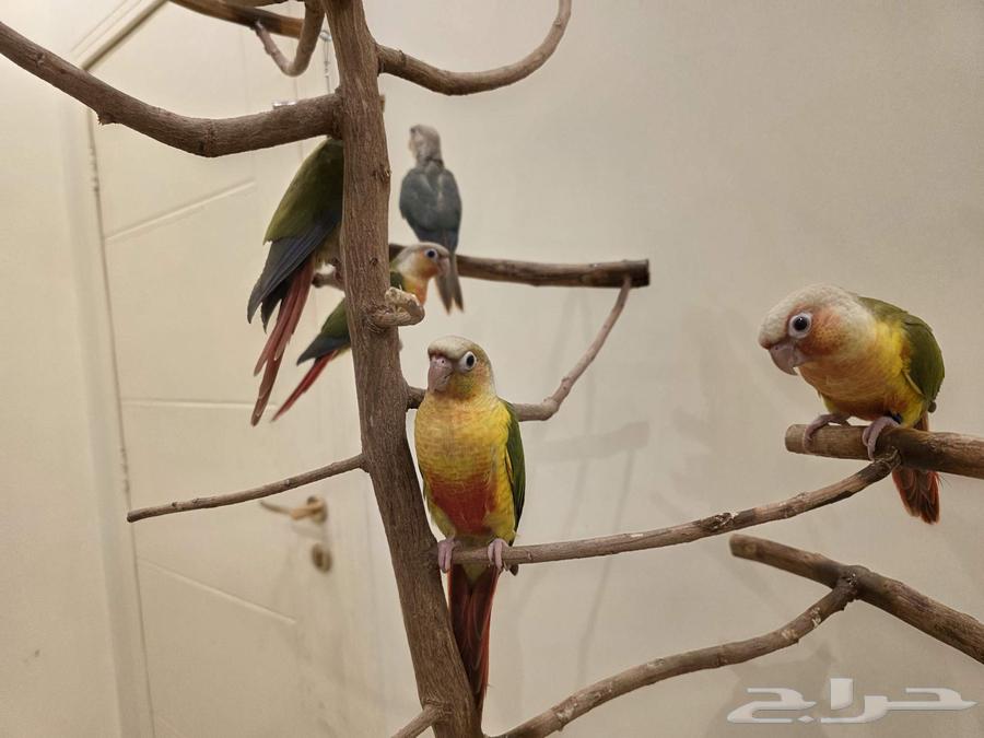 Pineapple Red Factor and Cinnamon Turquoise Two-Month-Old Weaned Chicks64474059836161110