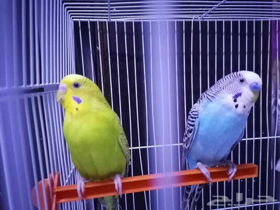 طيور بادجي للبيع64473806024577111