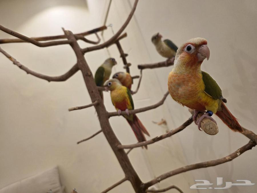 Pineapple Red Factor and Cinnamon Turquoise Two-Month-Old Weaned Chicks64474059836161114