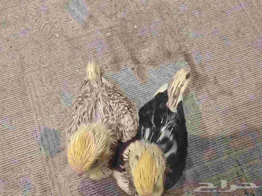 فرخين كروان تم البيع64477033017731112