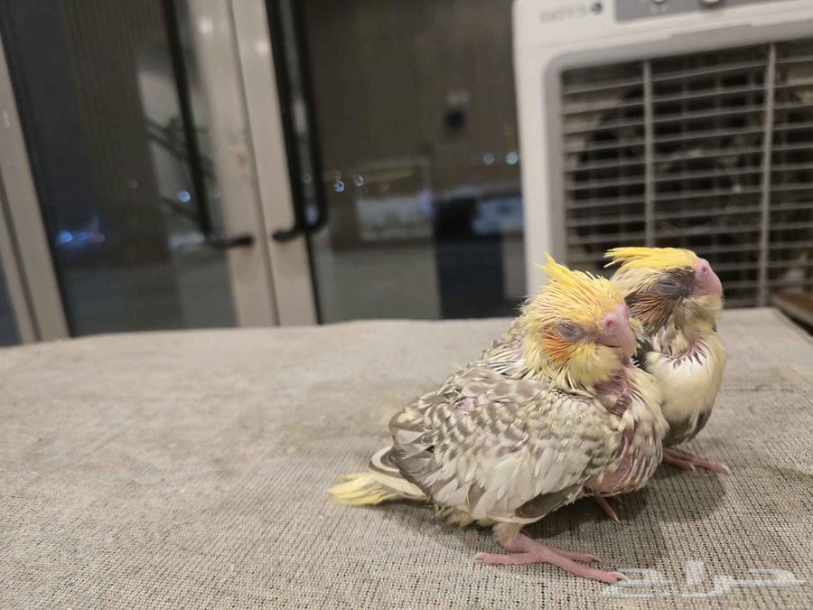 فرخين كروان تم البيع64477033017731111