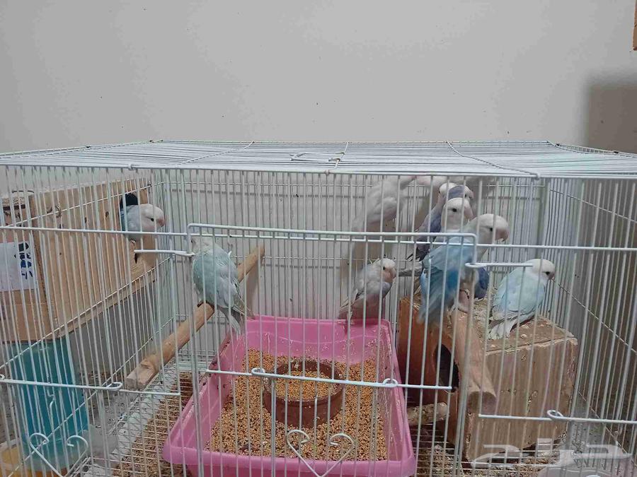 روز لبيع عدد 13 حبه64475002084353112