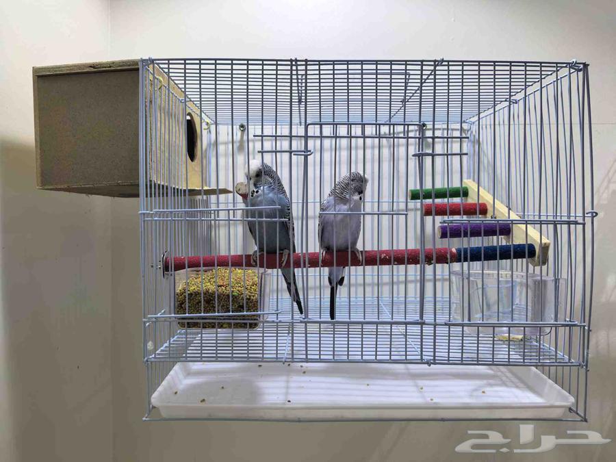 جوز عصافير روز مانجو و جوز عصافير بادجي نوع سلات الهولندي64475335400322110