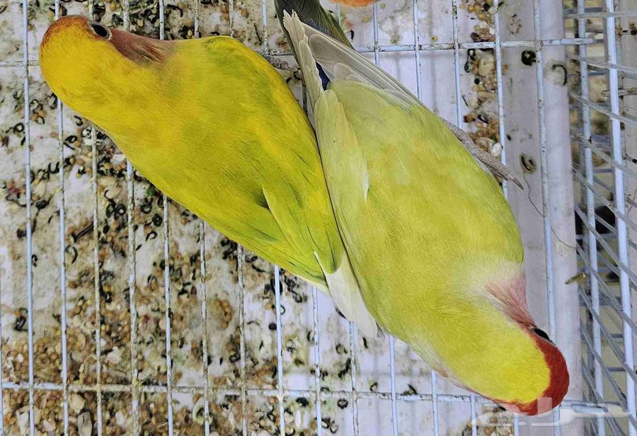 Unique Color Pair64478197234433111