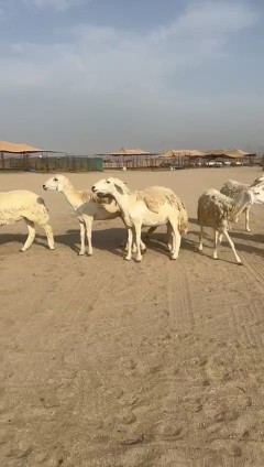 Masha Allah, Tabaarak Allah, Rahkhal Harish sheep, type number 60, 17 underneath64473009045377112