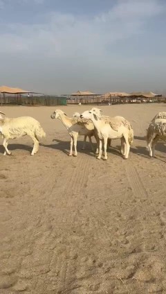 Masha Allah, Tabaarak Allah, Rahkhal Harish sheep, type number 60, 17 underneath64473009045377113