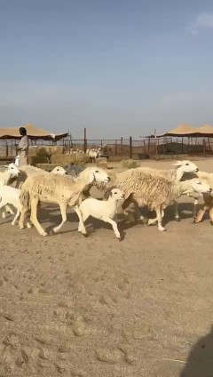 Masha Allah, Tabaarak Allah, Rahkhal Harish sheep, type number 60, 17 underneath64473009045377111