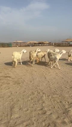 Masha Allah, Tabaarak Allah, Rahkhal Harish sheep, type number 60, 17 underneath64473009045377114