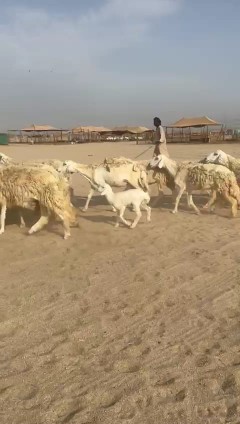 Masha Allah, Tabaarak Allah, Rahkhal Harish sheep, type number 60, 17 underneath64473009045377110