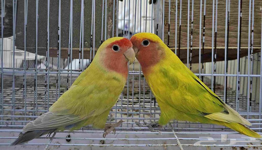 Unique Color Pair64478197234433110