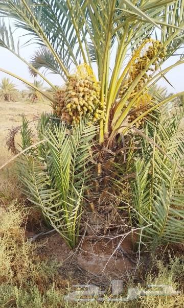 نخيل اعمال النخيل64487883260802112