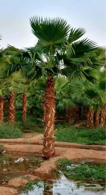 نخل واشنطني64477562421635114