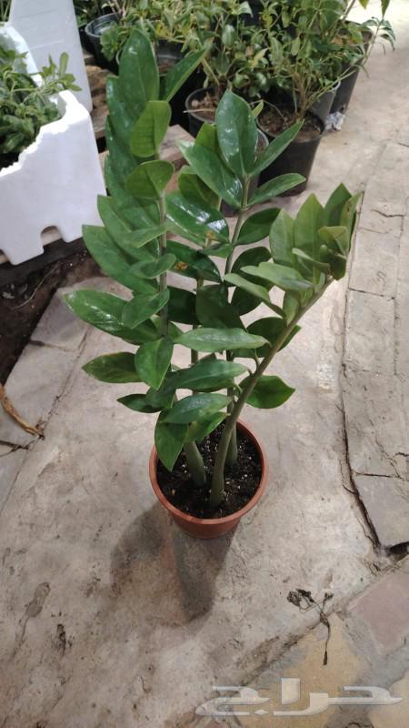 مشتل تنسيق حدائق وزهور64507109728259113