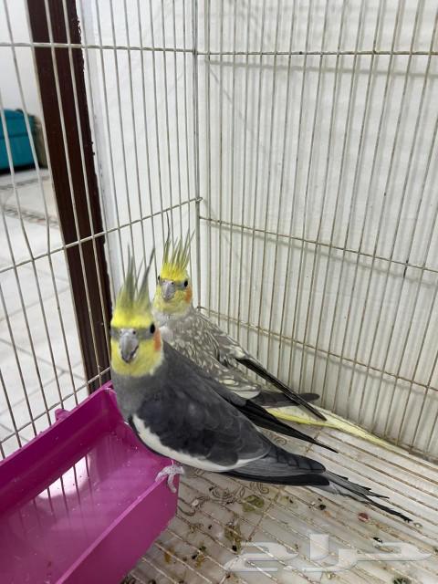 طير طيور منتج كروان64477935832961110