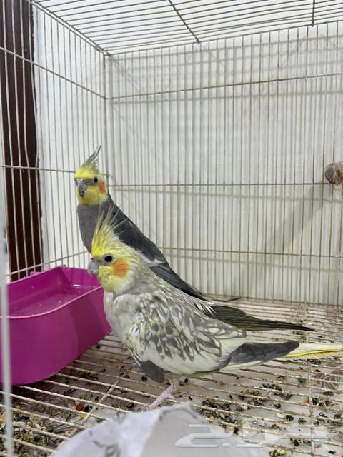 طير طيور منتج كروان64477935832961112