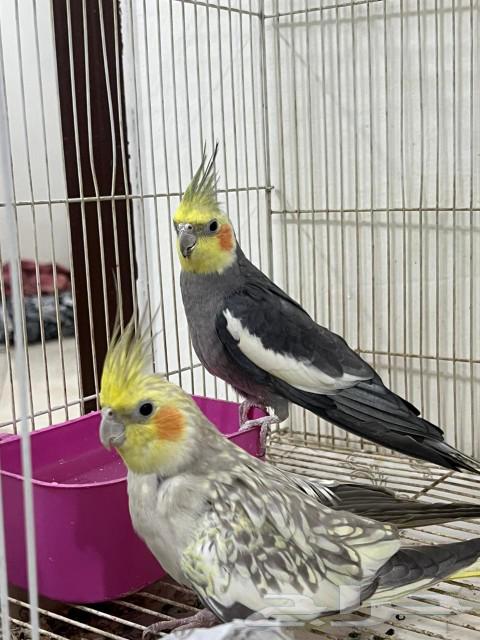 طير طيور منتج كروان64477935832961113