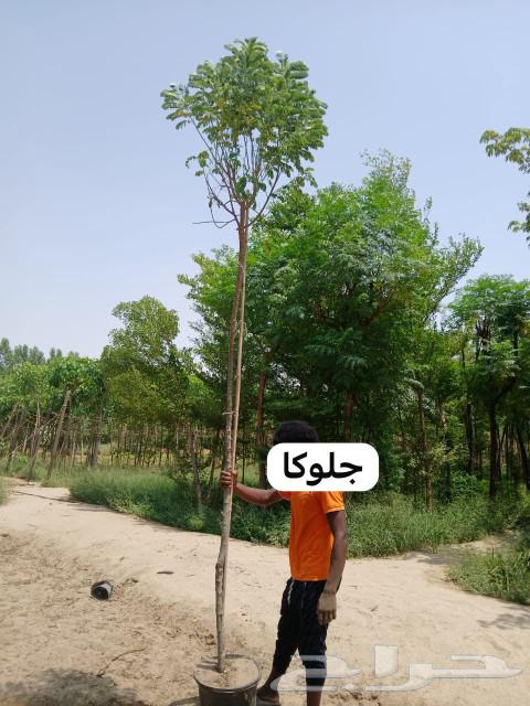 مشتل تنسيق حدائق وزهور64507109728259110