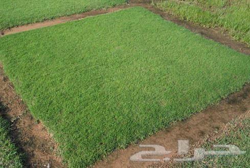 ثيل طبيعي CL2000 درجه اولى64472784787970114