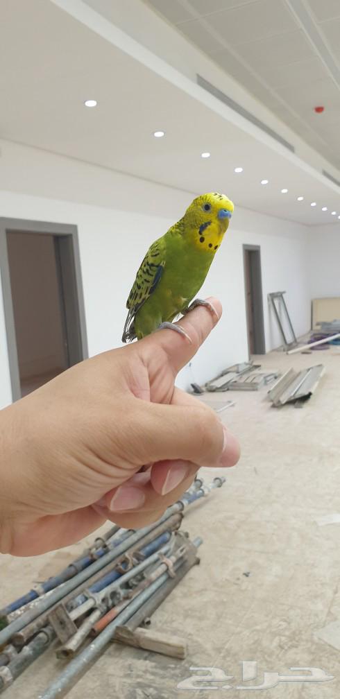 أزواج بادجي طيور الحب.. للبيع64477129860355113