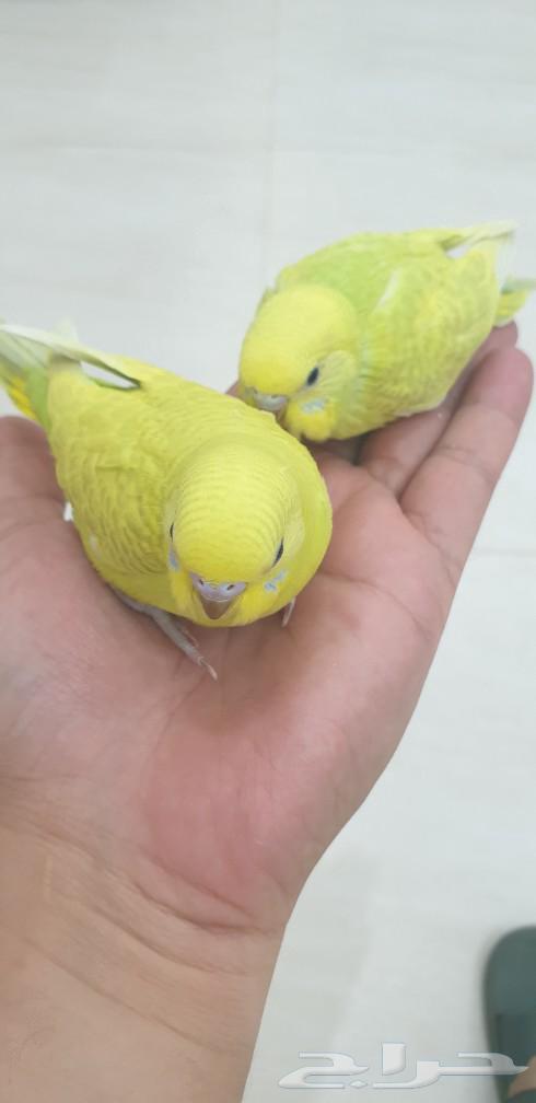 أزواج بادجي طيور الحب.. للبيع64477129860355114