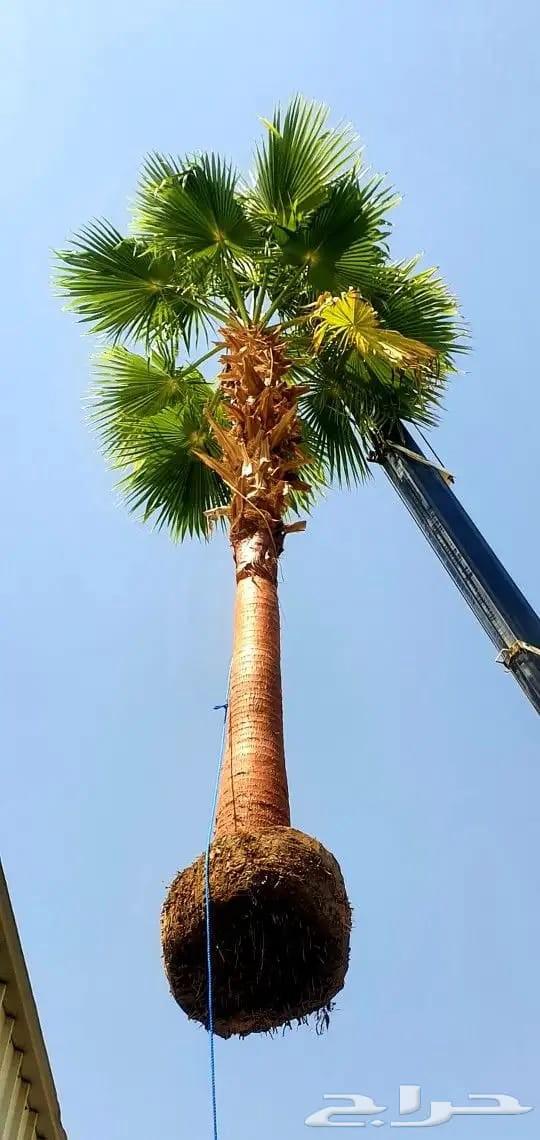 نخل واشنطني64477562421635112