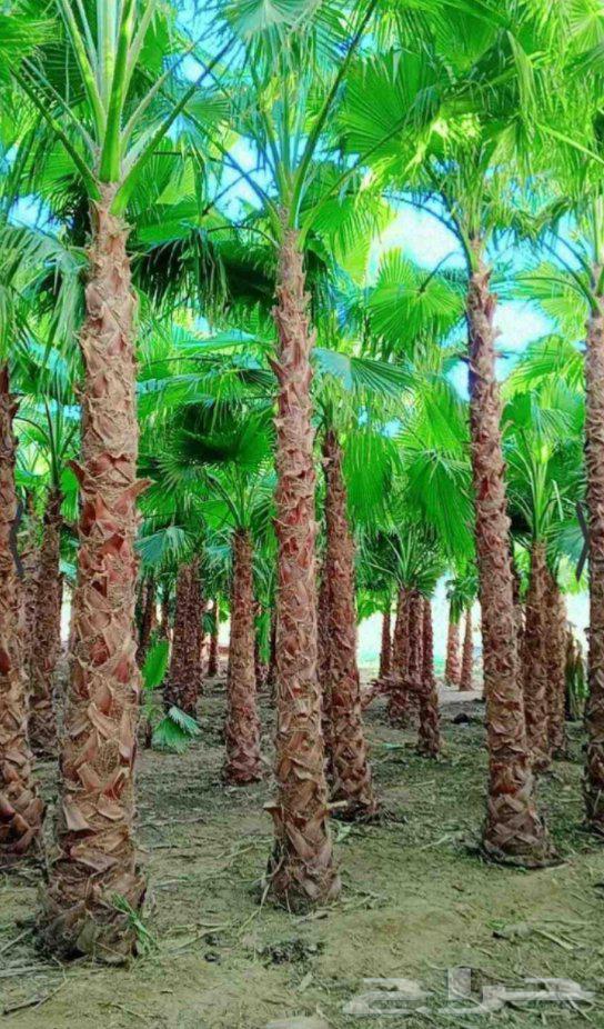 We have American Washingtonia palm trees in all sizes at reasonable prices64474139965698113