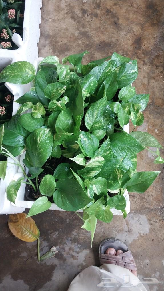 مشتل تنسيق حدائق وزهور64507109728259111