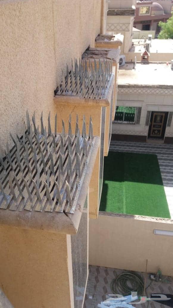 Bird Spike and Netting Deterrent for Pigeons64381040780161113