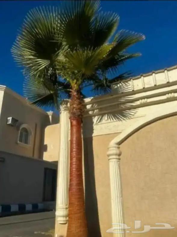We have American Washingtonia palm trees in all sizes at reasonable prices64474139965698110