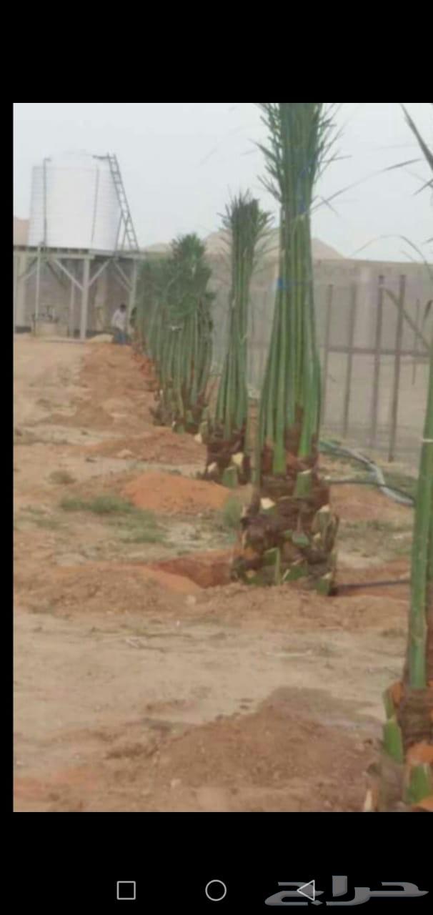 نخيل اعمال النخيل64487883260802114