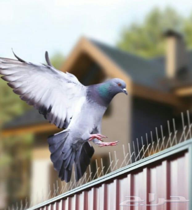 Bird Spike and Netting Deterrent for Pigeons64381040780161112