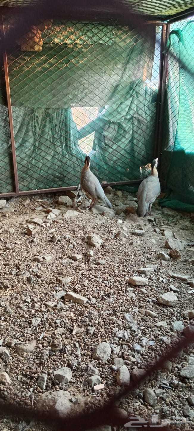 قهد للبيع العدد 464476991315585110