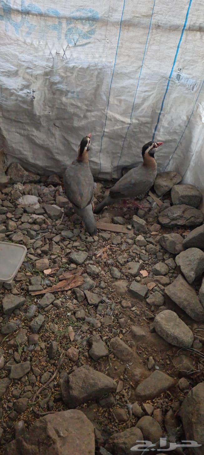 قهد للبيع العدد 464476991315585111