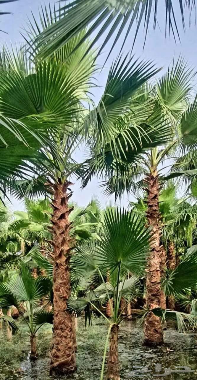 نخل واشنطني64477562421635110