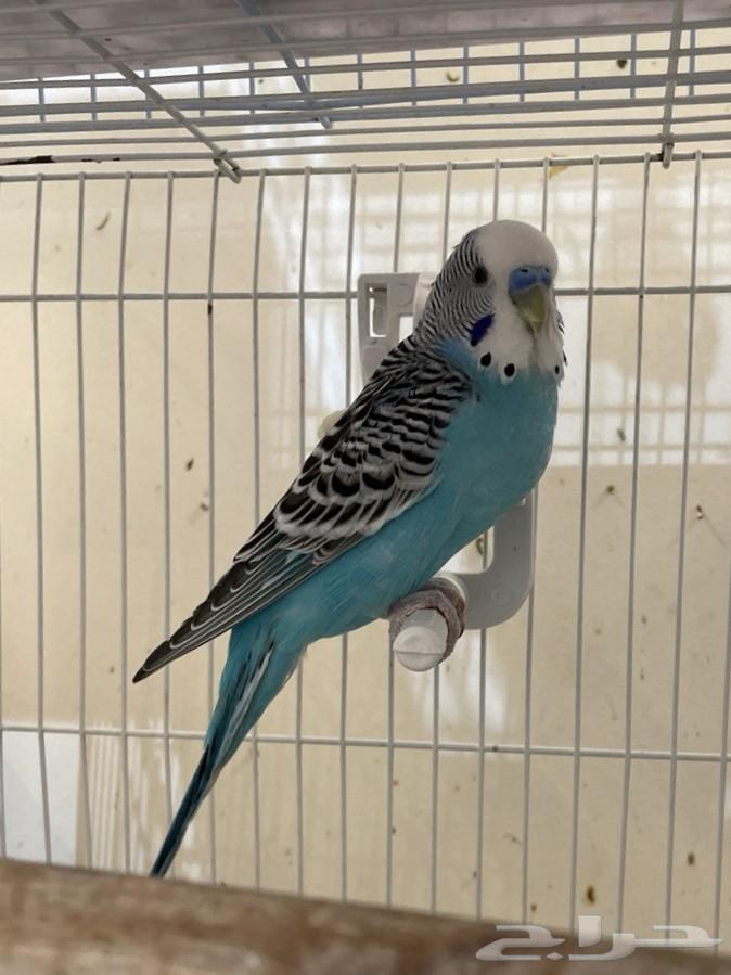 Zakr Badji for production (lover and beloved)64473401618561111