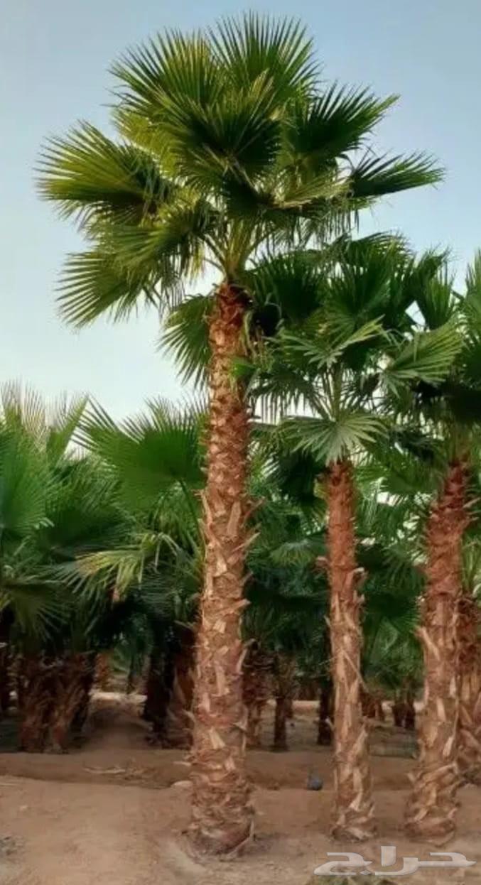 نخل واشنطني64477562421635113